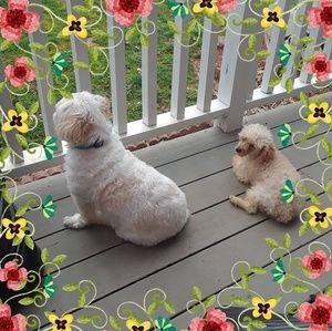 Meet your Posher, Susan